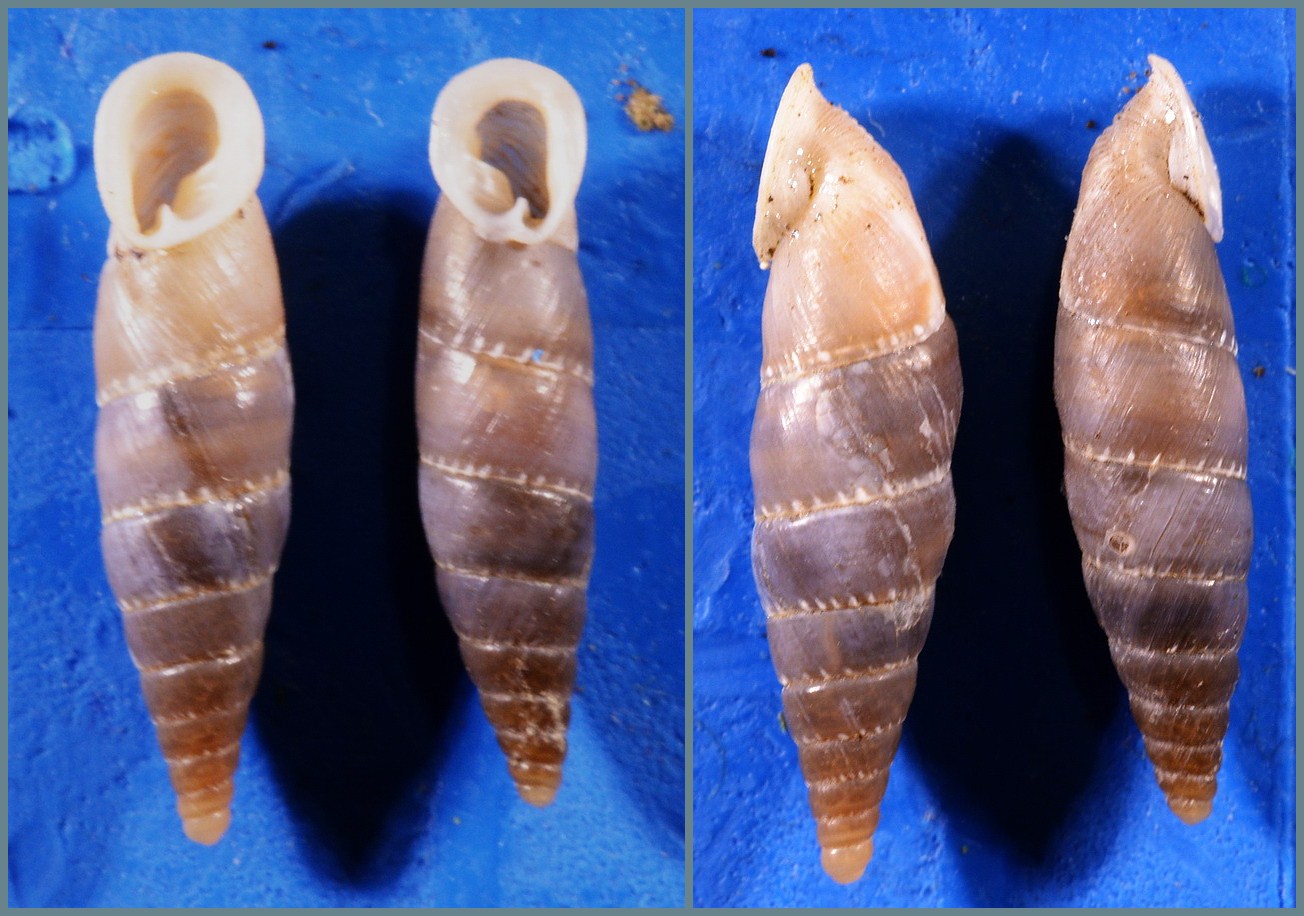 Leucostigma allo specchio